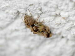 Menemerus semilimbatus