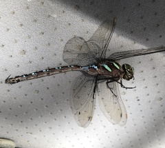 Aeshna tuberculifera