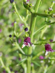 Scrophularia canina