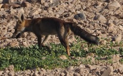 Vulpes vulpes silacea