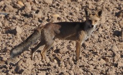Vulpes vulpes silacea