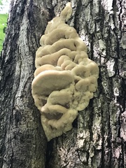 Climacodon septentrionalis