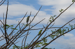 Forpus conspicillatus