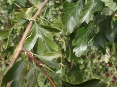 Phyllocoptes goniothorax