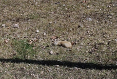 Urocitellus richardsonii