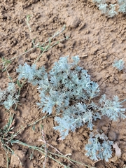 Artemisia austriaca