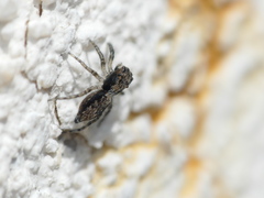 Menemerus