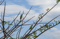 Forpus conspicillatus