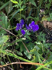 Aconitum napellus