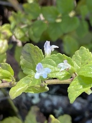 Clinopodium douglasii