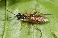 Aglaostigma fulvipes