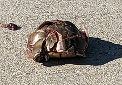 Terrapene carolina triunguis