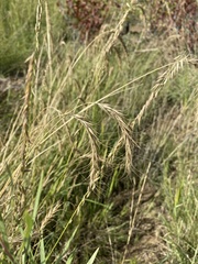 Elymus canadensis