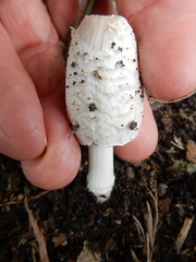 Coprinopsis variegata