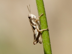 Pezotettix giornae