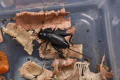 Phonarellus ritsemae