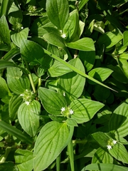 Richardia brasiliensis