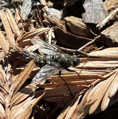 Oestroidea