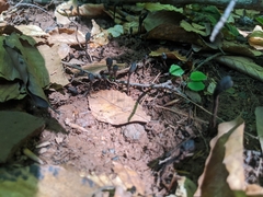 Geoglossum