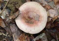 Russula fragilis