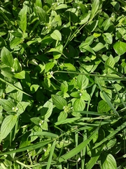 Richardia brasiliensis