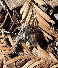 Oestroidea