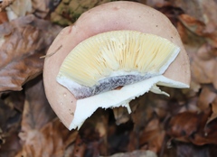 Russula fragilis