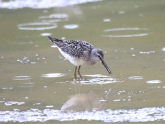 Calidris himantopus