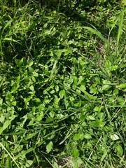 Richardia brasiliensis