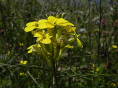Erysimum pseudorhaeticum