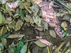 Geoglossum