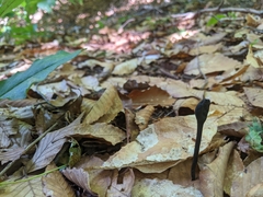 Geoglossum