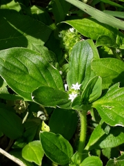 Richardia brasiliensis