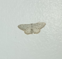 Idaea minuscularia
