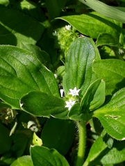 Richardia brasiliensis