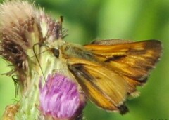 Ochlodes sylvanoides