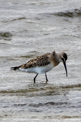 Calidris ferruginea