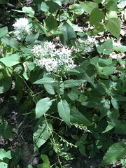 Symphyotrichum urophyllum