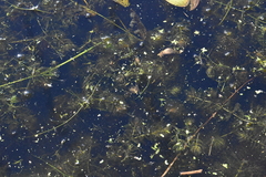 Potamogeton trichoides