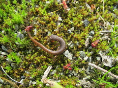 Hemidactylium scutatum