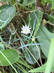 Stellaria longifolia