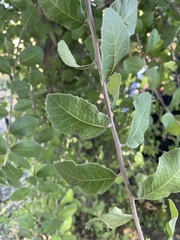 Rhus integrifolia