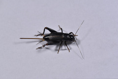 Phonarellus ritsemae