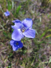 Gentianopsis