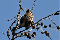 Nucifraga caryocatactes