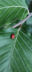 Endomychus coccineus