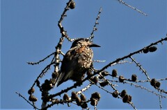 Nucifraga caryocatactes