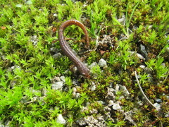 Hemidactylium scutatum