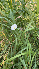 Convolvulus arvensis