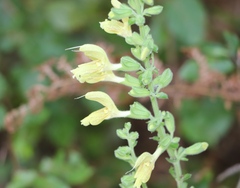 Salvia glutinosa